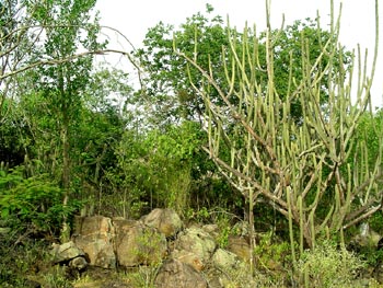 A caatinga não é aqui